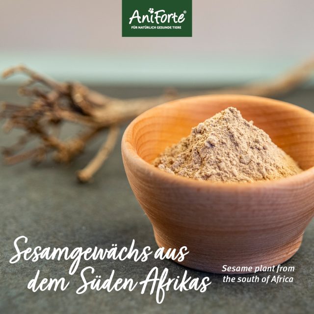 AniForte® Africký diablov pazúr - Image 4