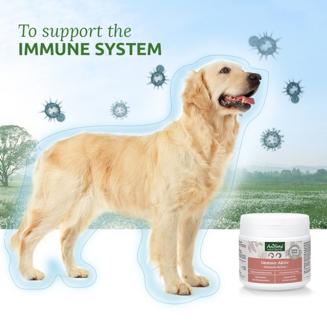 AniForte® Immune Active pre Mačky - Image 2