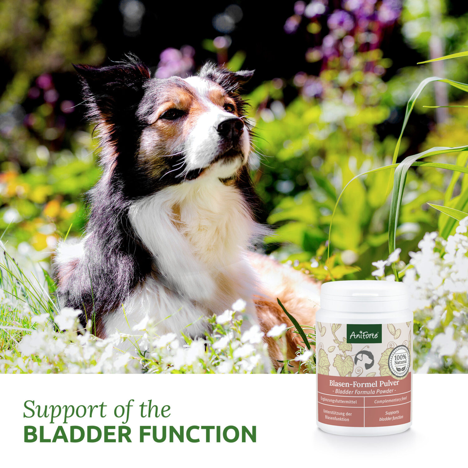 AniForte® Bladder Formula prášok pre Psy – Obrázok 2